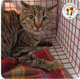 Maschio - 4 anni circa