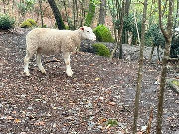 Maschio berrichon du cher