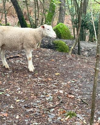 Maschio berrichon du cher