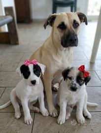 Nicky, macchiolina e panda in adozione