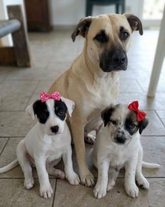 Nicky, macchiolina e panda in adozione