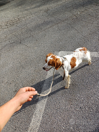 Cuccioli di breton