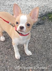 Chihuahua pelo corto