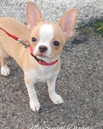 Chihuahua pelo corto