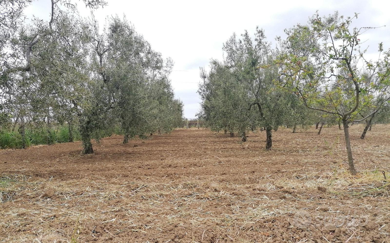 Uliveto a Margherita di Savoia - View 3
