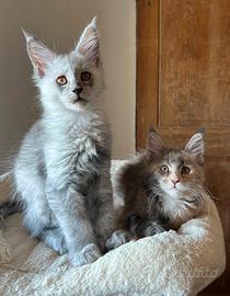 Cuccioli Maine Coon con pedigree