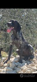 Cucciolone maschio bracco pointer da tartufo