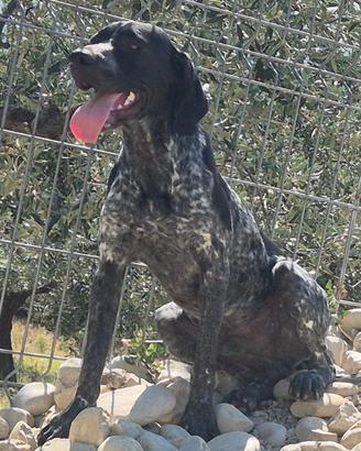 Cucciolone maschio bracco pointer da tartufo