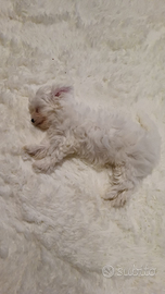 Cucciolo di Maltese