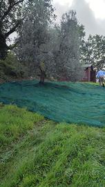 Splendido uliveto di 65 alberi, comodo alla strada