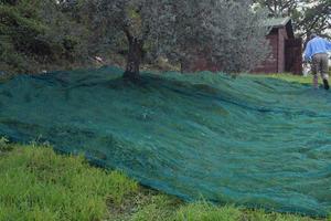 Splendido uliveto di 65 alberi, comodo alla strada