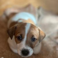 Cucciolo Jack Russel maschio