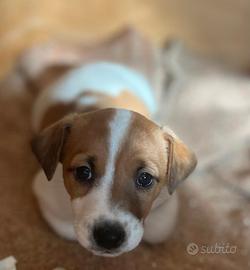 Jack Russel maschio