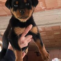 Cucciolo di rottweiler