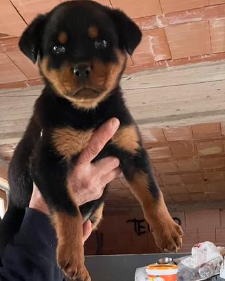 Cucciolo di rottweiler