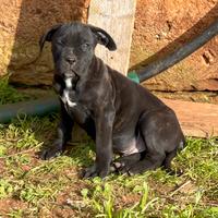 Cane corso