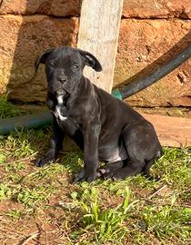 Cane corso