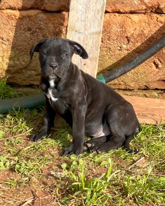 Cane corso