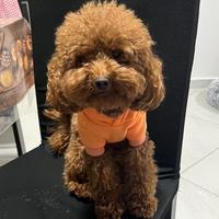 Animali monta barboncino toy red enci