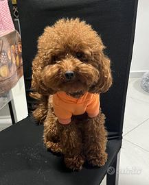 Animali monta barboncino toy red enci