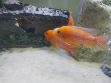 Ciclide Aulonocara red dragon