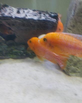 Ciclide Aulonocara red dragon