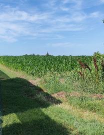Terreno Agricolo Corbola [A4637VCG]