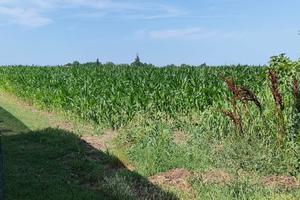 Terreno Agricolo Corbola [A4637VCG]