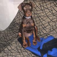 Cucciolo dobermann 3 mesi