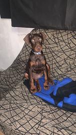 Cucciolo dobermann 3 mesi