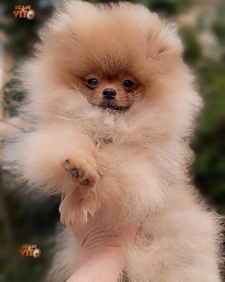 Volpino di Pomerania linea RUSSA