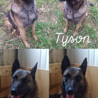 Cuccioli Pastore Belga Malinois
