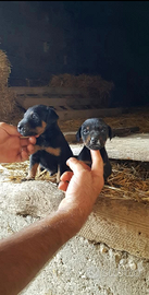 Jagd terrier