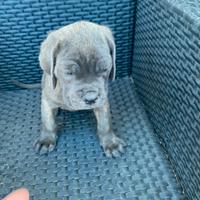 Mastino-corso ultimo cucciolo maschio