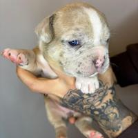 American bully exotic merle