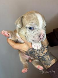 American bully exotic merle