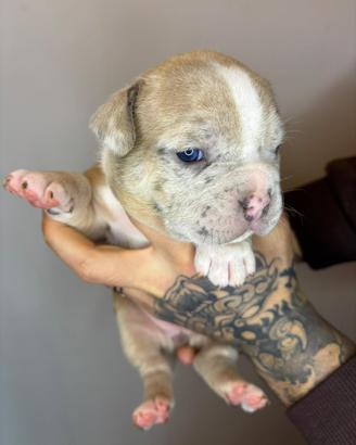 American bully exotic merle