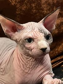 Sphynx