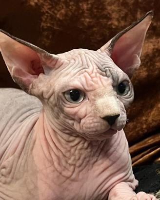 Sphynx
