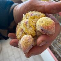 Inseparabili pulli pappagalli