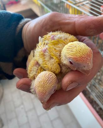 Inseparabili pulli pappagalli