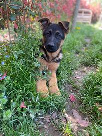 Disponibile cucciolo pastore tedesco