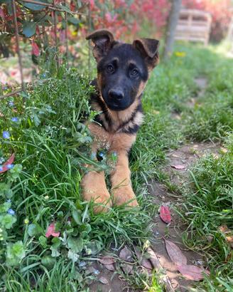 Disponibile cucciolo pastore tedesco