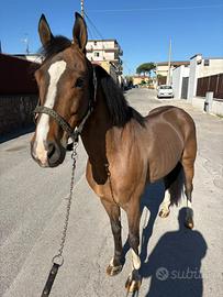 Cavallo