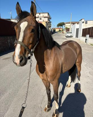 Cavallo