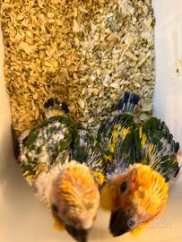 Conuri del sole baby e coppie