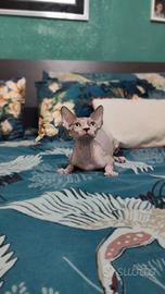 maschio sphynx lilac bicolore