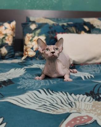 maschio sphynx lilac bicolore