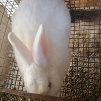 Coppia nuova Zelanda