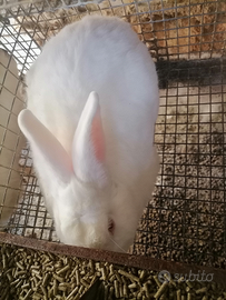 Coppia nuova Zelanda